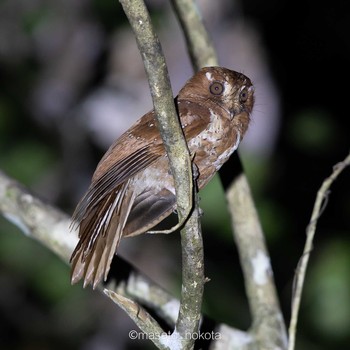 Moluccan Owlet-nightjar Binagara(halmahera) Sat, 10/12/2019