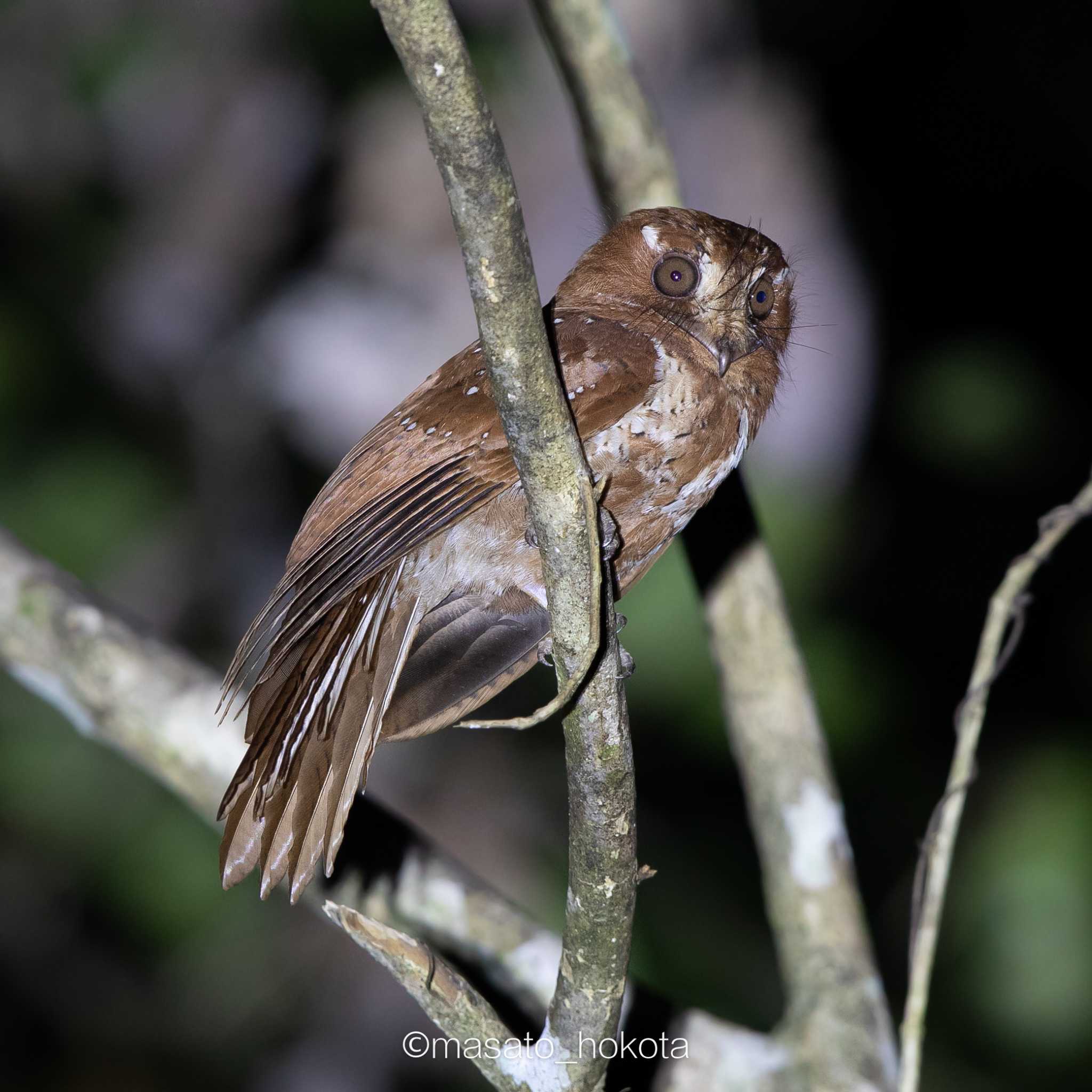 Photo of Moluccan Owlet-nightjar at Binagara(halmahera) by Trio