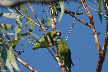 Double-eyed Fig Parrot Cairns Cemetery Fri, 10/11/2019