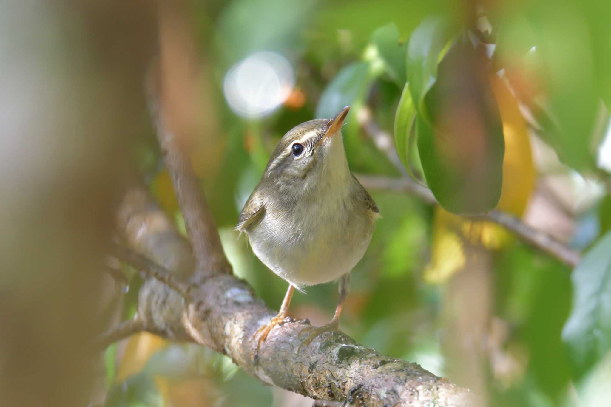 Photo of Japanese Leaf Warbler at 滋賀県甲賀市甲南町創造の森 by masatsubo