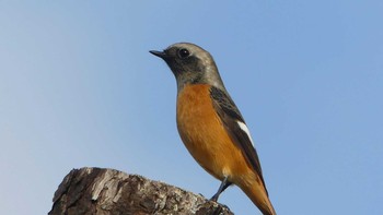 2019年10月22日(火) 大阪南港野鳥園の野鳥観察記録