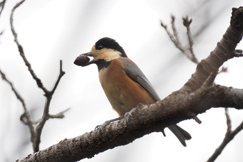 Varied Tit Musashino Park Tue, 10/22/2019