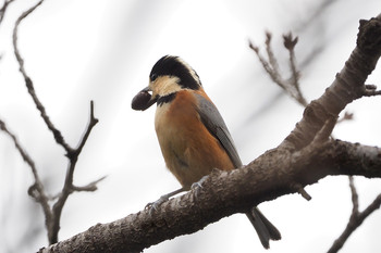 Varied Tit Musashino Park Tue, 10/22/2019