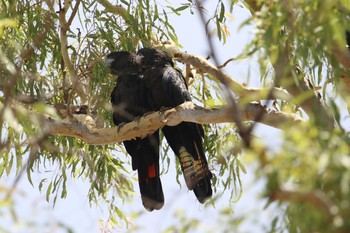 Red-tailed Black Cockatoo Iron Range National Park Sat, 10/19/2019