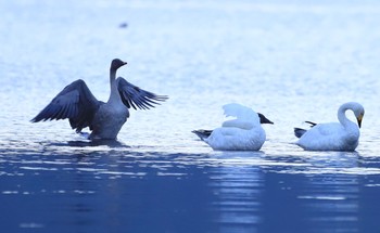 オオヒシクイ 琵琶湖 2019年10月22日(火)