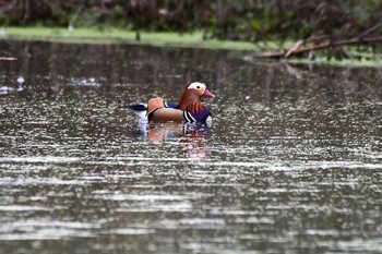 Mandarin Duck 東大阪 Sun, 10/20/2019