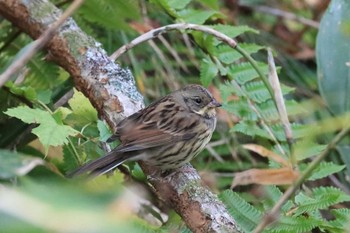 Tue, 10/22/2019 Birding report at Hakodateyama