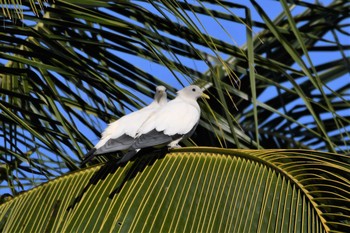 Torresian Imperial Pigeon オーストラリア,ケアンズ～アイアインレンジ Sun, 10/20/2019