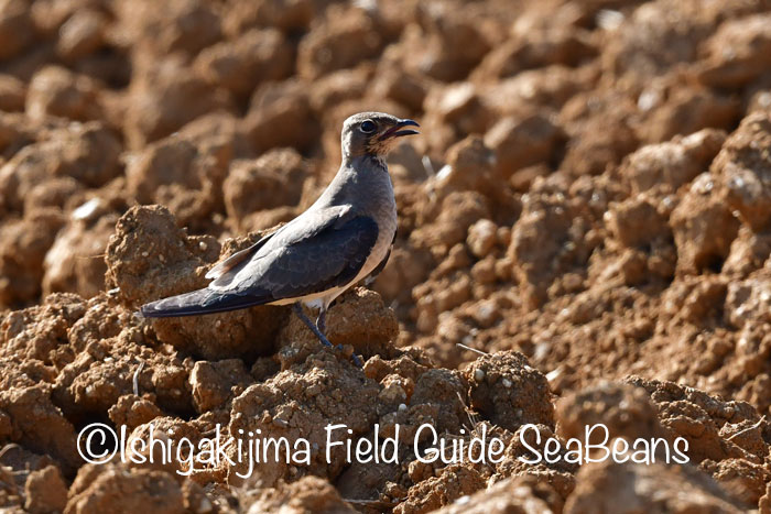 Photo of Oriental Pratincole at Ishigaki Island by 石垣島バードウオッチングガイドSeaBeans