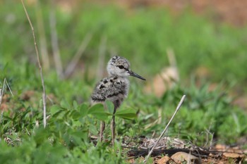 2019年6月3日(月) タイの野鳥観察記録