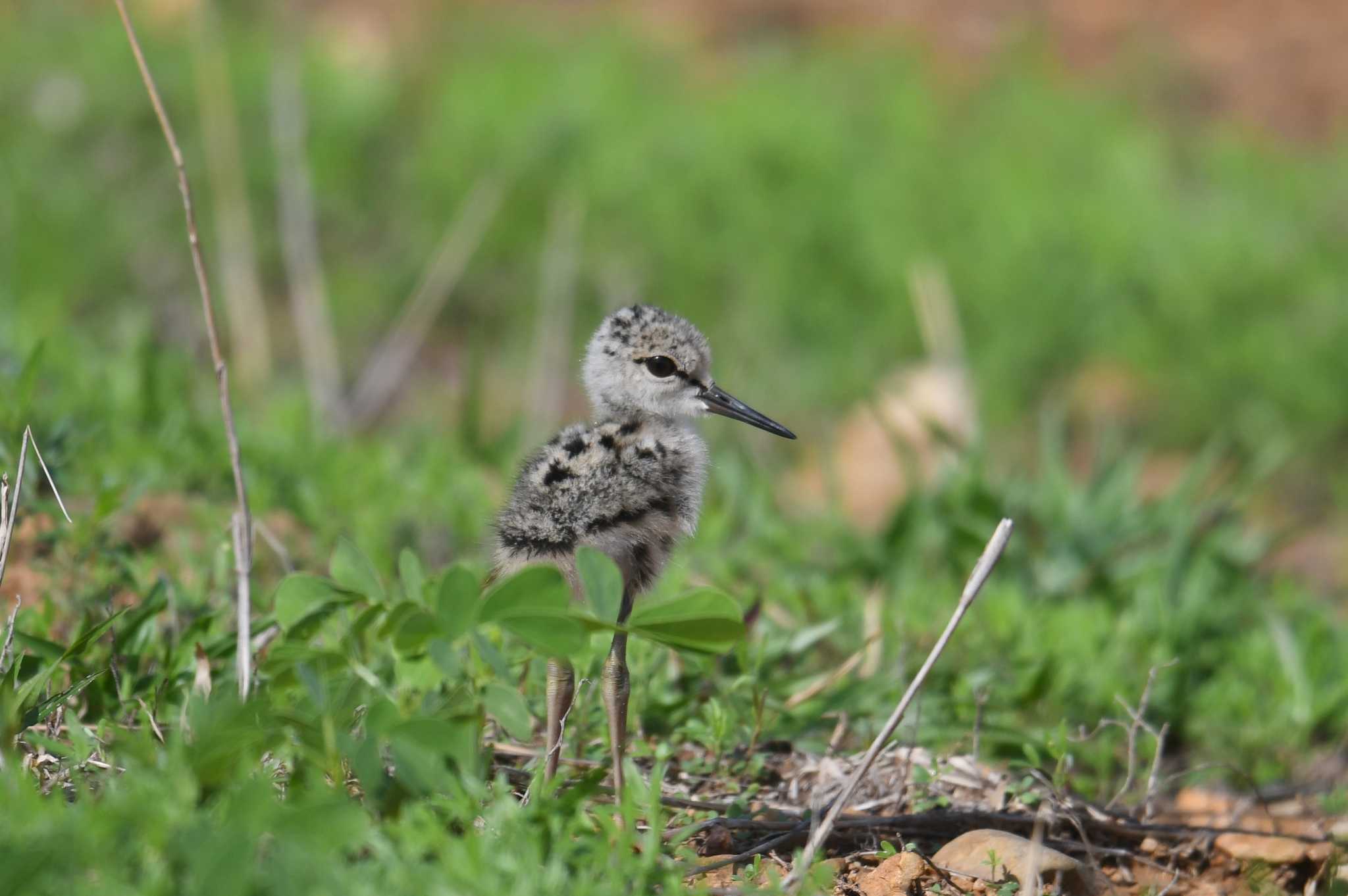 Black-winged Stilt