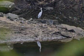 アオサギ 三河湖園地 2019年10月21日(月)