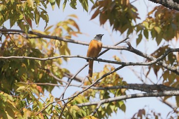 ジョウビタキ 尼崎市農業公園 2019年10月22日(火)