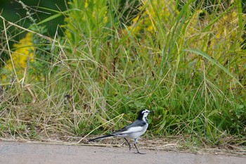 Tue, 10/22/2019 Birding report at 尼崎市農業公園