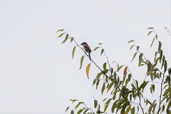 モズ 尼崎市農業公園 2019年10月22日(火)