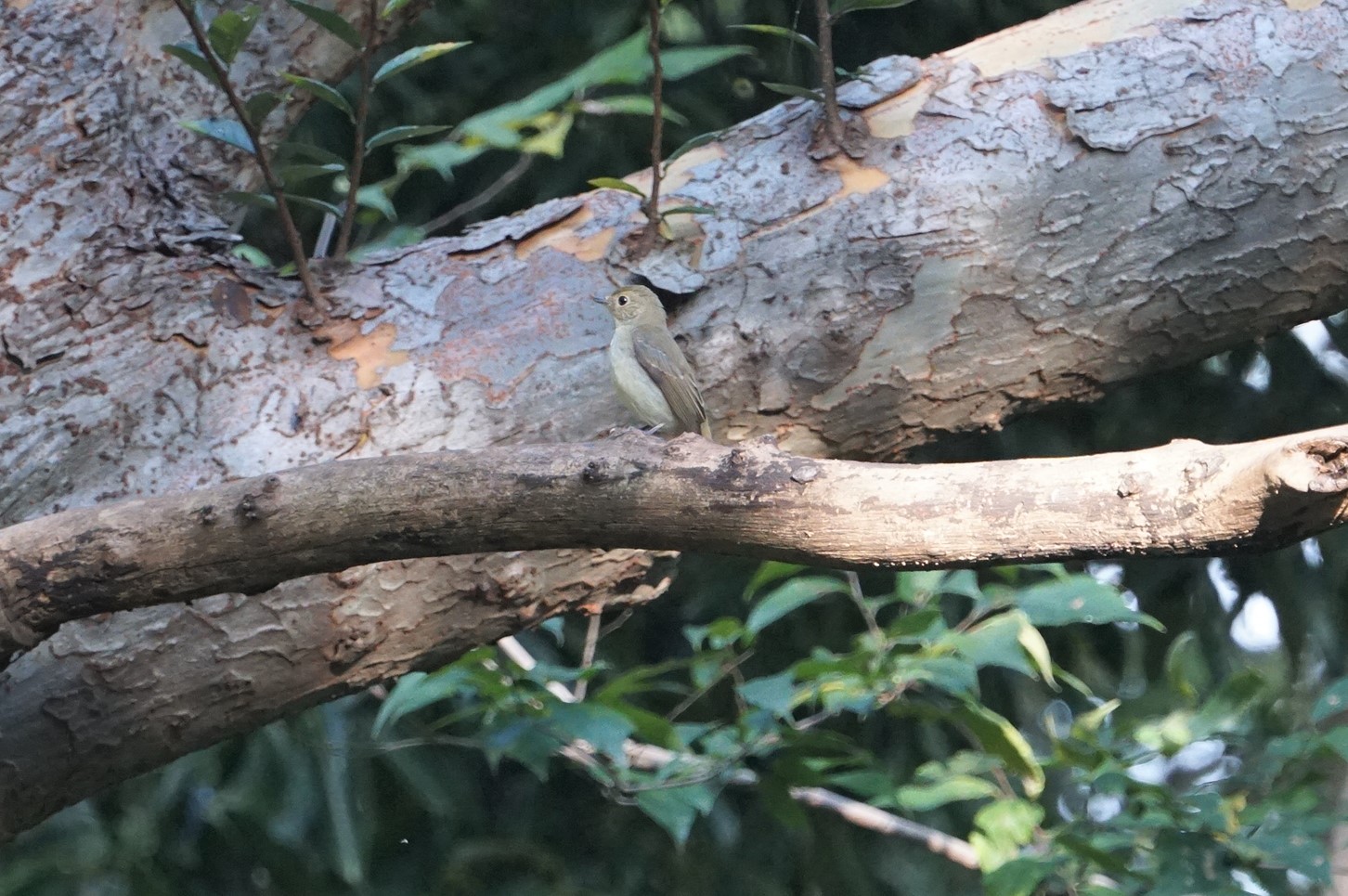 尼崎市農業公園 コサメビタキの写真