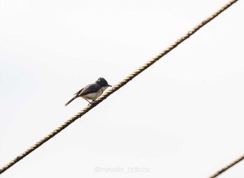 Vanikoro Flycatcher Colo-l-Suva Village Sun, 9/15/2019