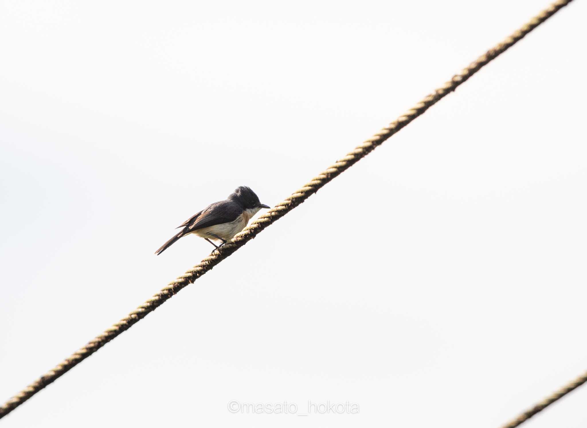 Photo of Vanikoro Flycatcher at Colo-l-Suva Village by Trio