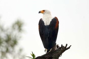 African Fish Eagle Kapama Private Game Reserve (South Africa) Mon, 4/29/2019