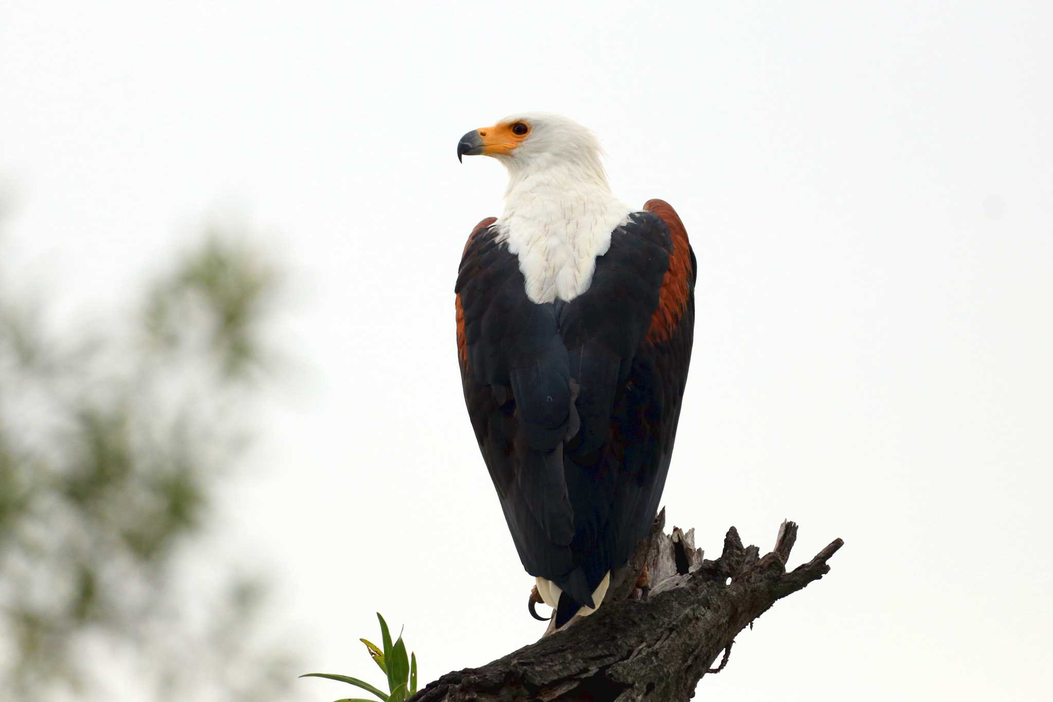 Photo of African Fish Eagle at Kapama Private Game Reserve (South Africa) by とみやん
