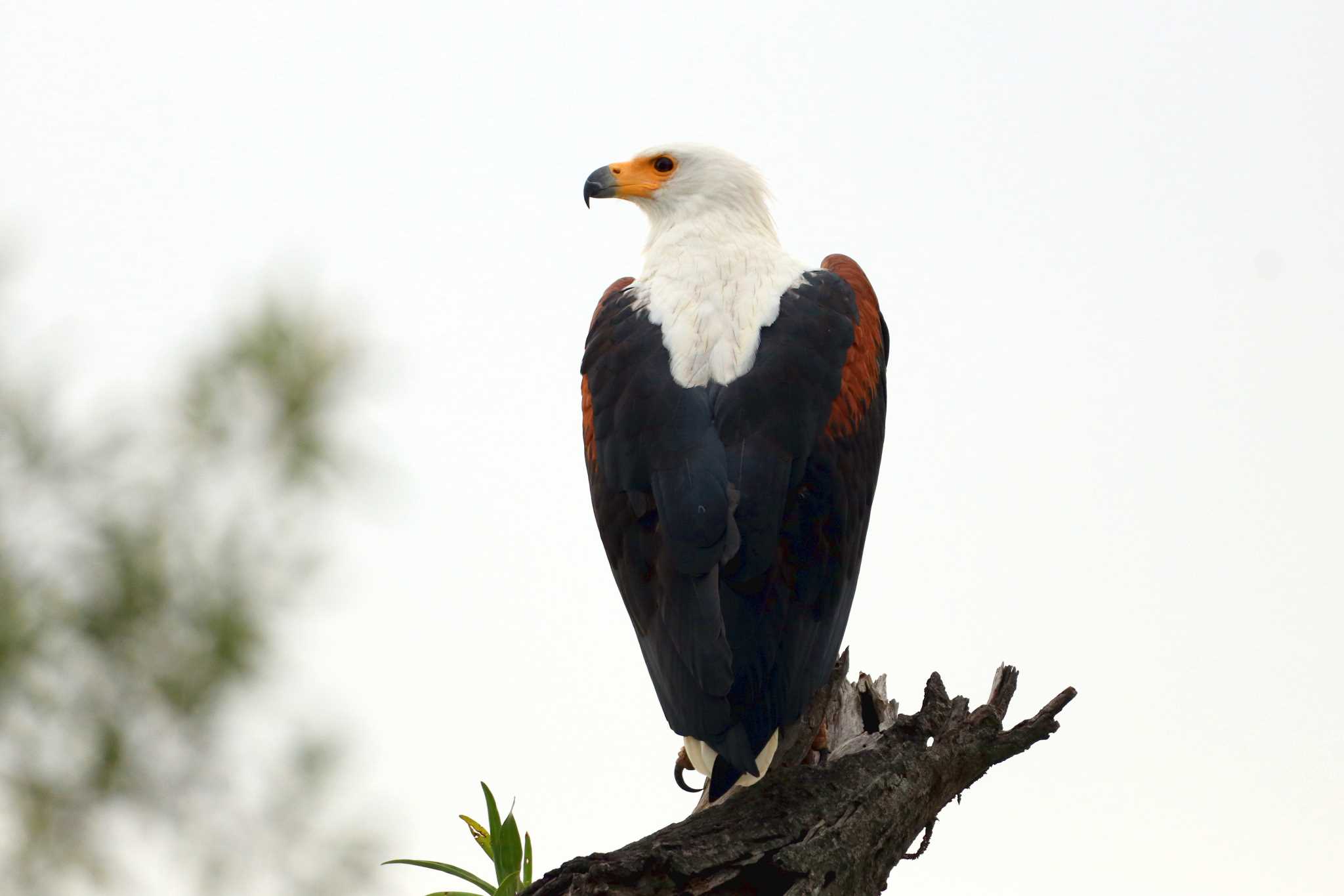 Kapama Private Game Reserve (South Africa) サンショクウミワシの写真