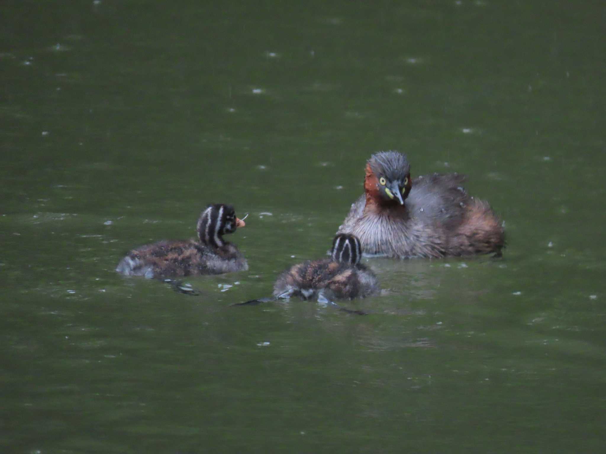 薬師池公園 カイツブリの写真