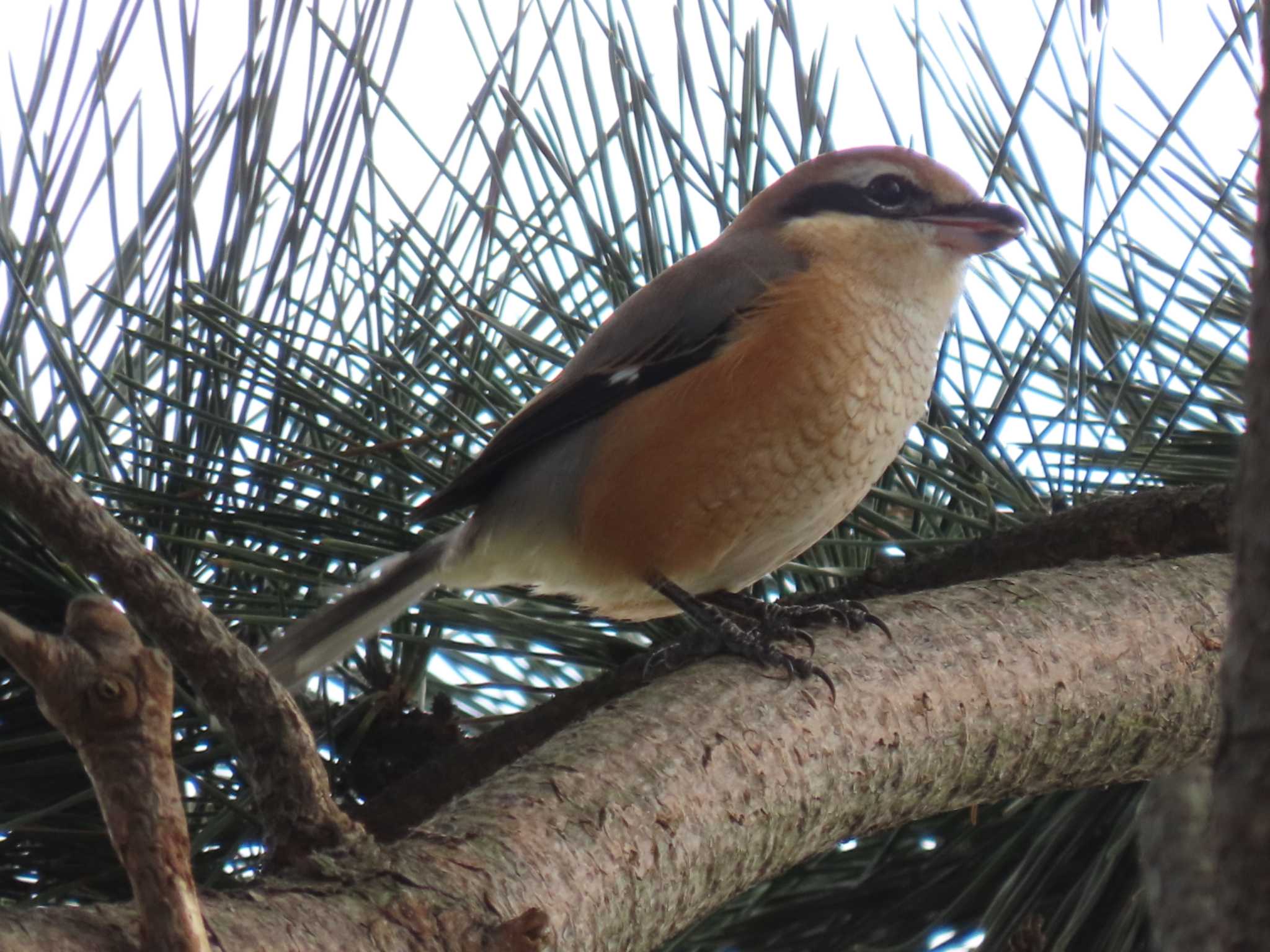 Photo of Bull-headed Shrike at Sambanze Tideland by 38