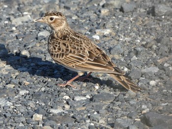 Eurasian Skylark(pekinensis)