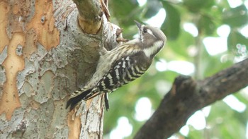 Japanese Pygmy Woodpecker(seebohmi) 尼崎市農業公園 Tue, 10/22/2019
