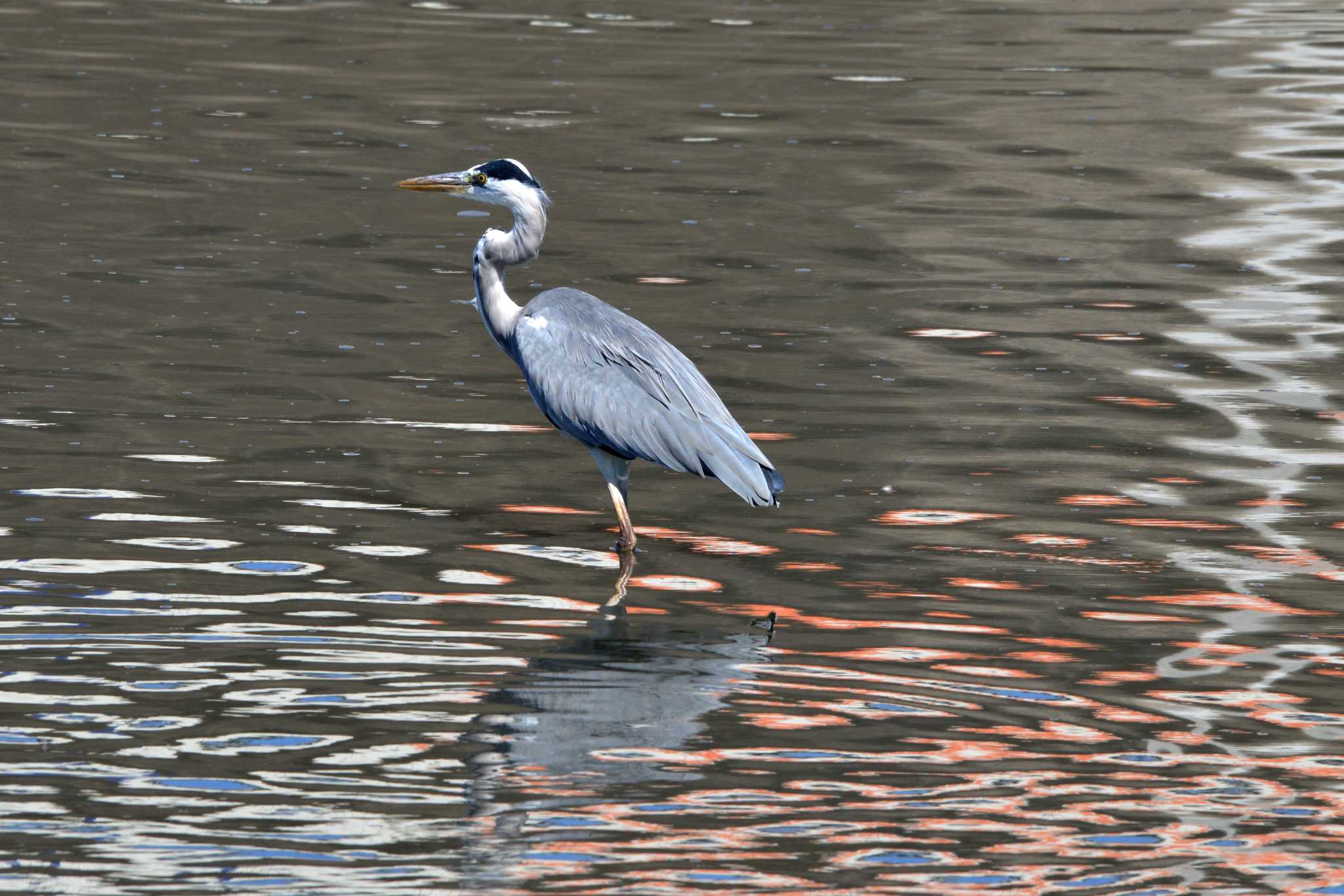 Grey Heron