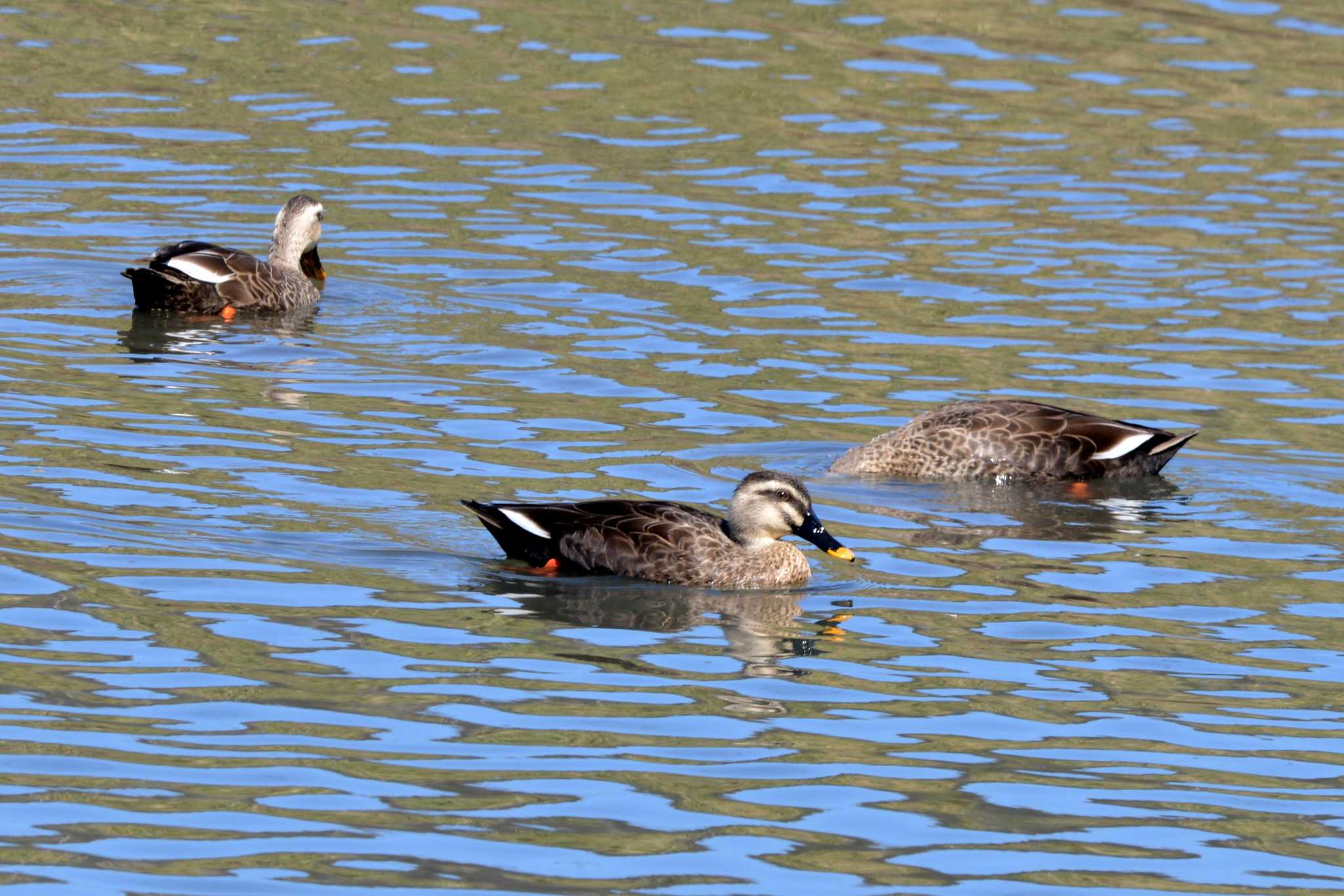 Eastern Spot-billed Duck