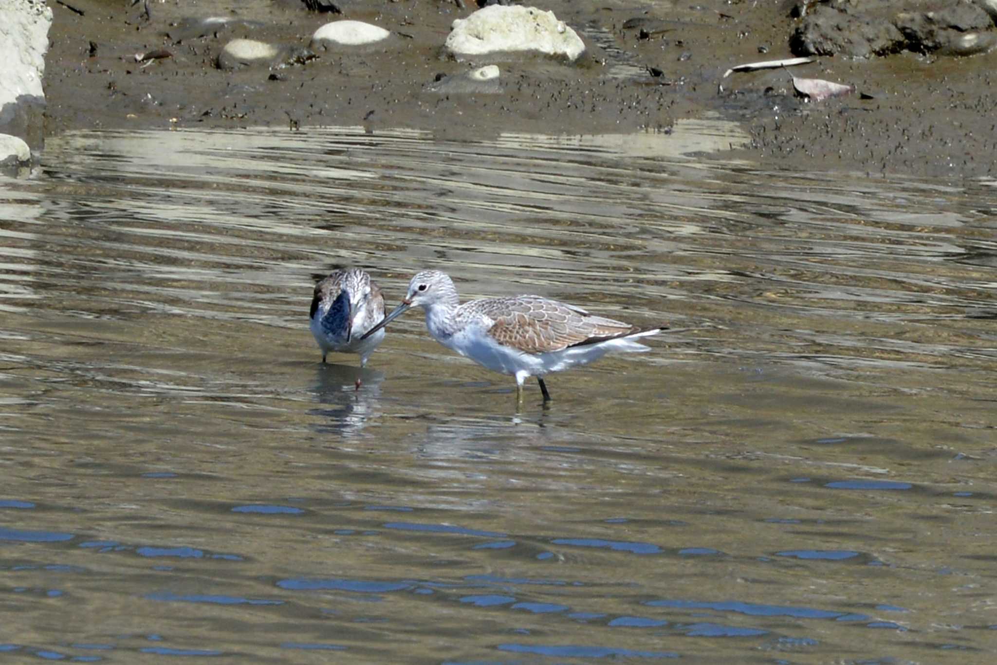 Terek Sandpiper