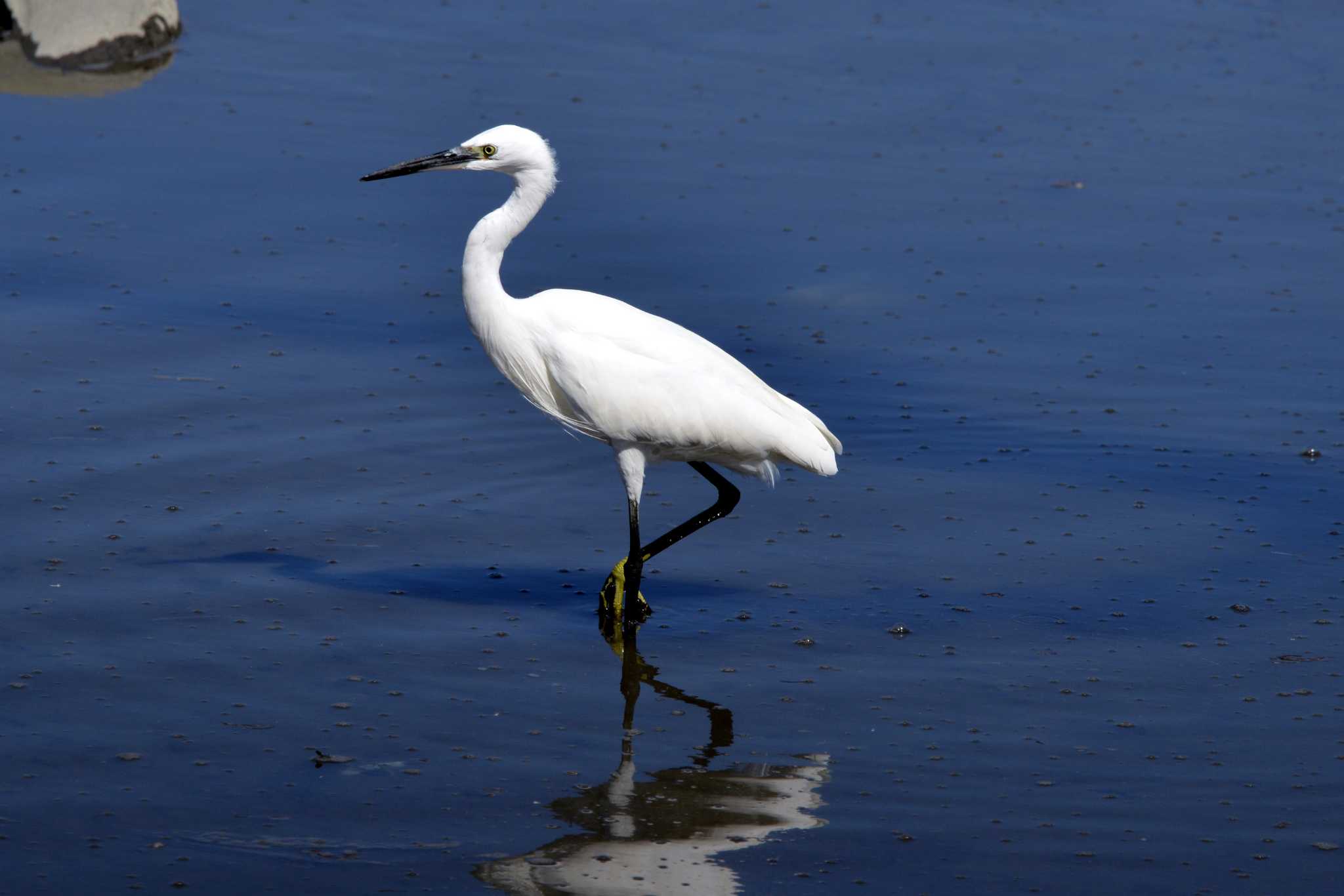 Little Egret