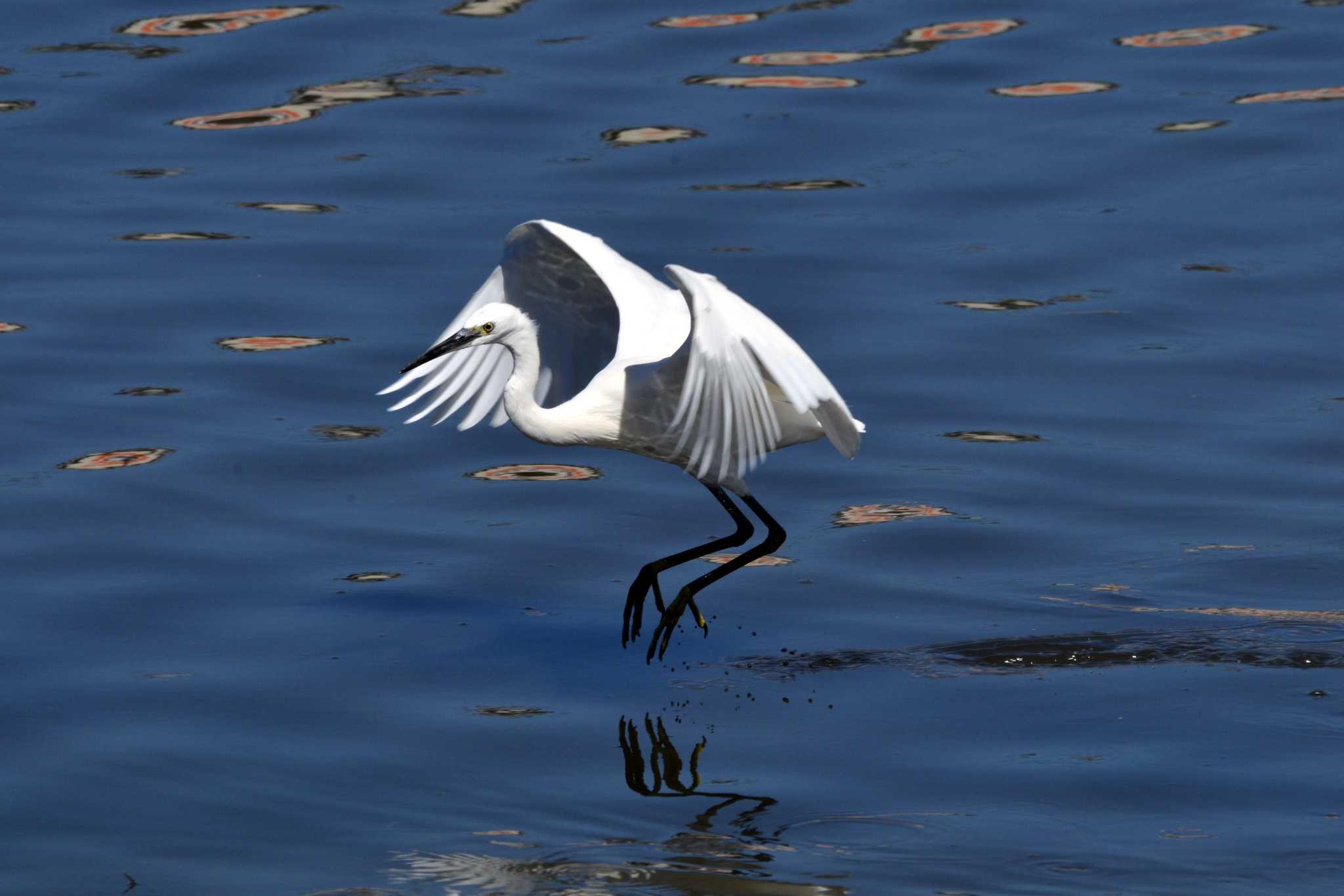 Little Egret