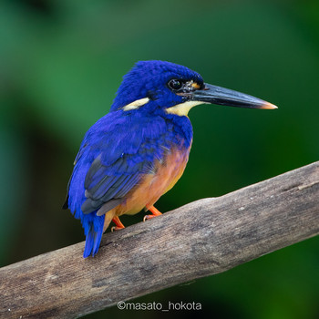 Azure Kingfisher Binagara(halmahera) Sun, 10/13/2019