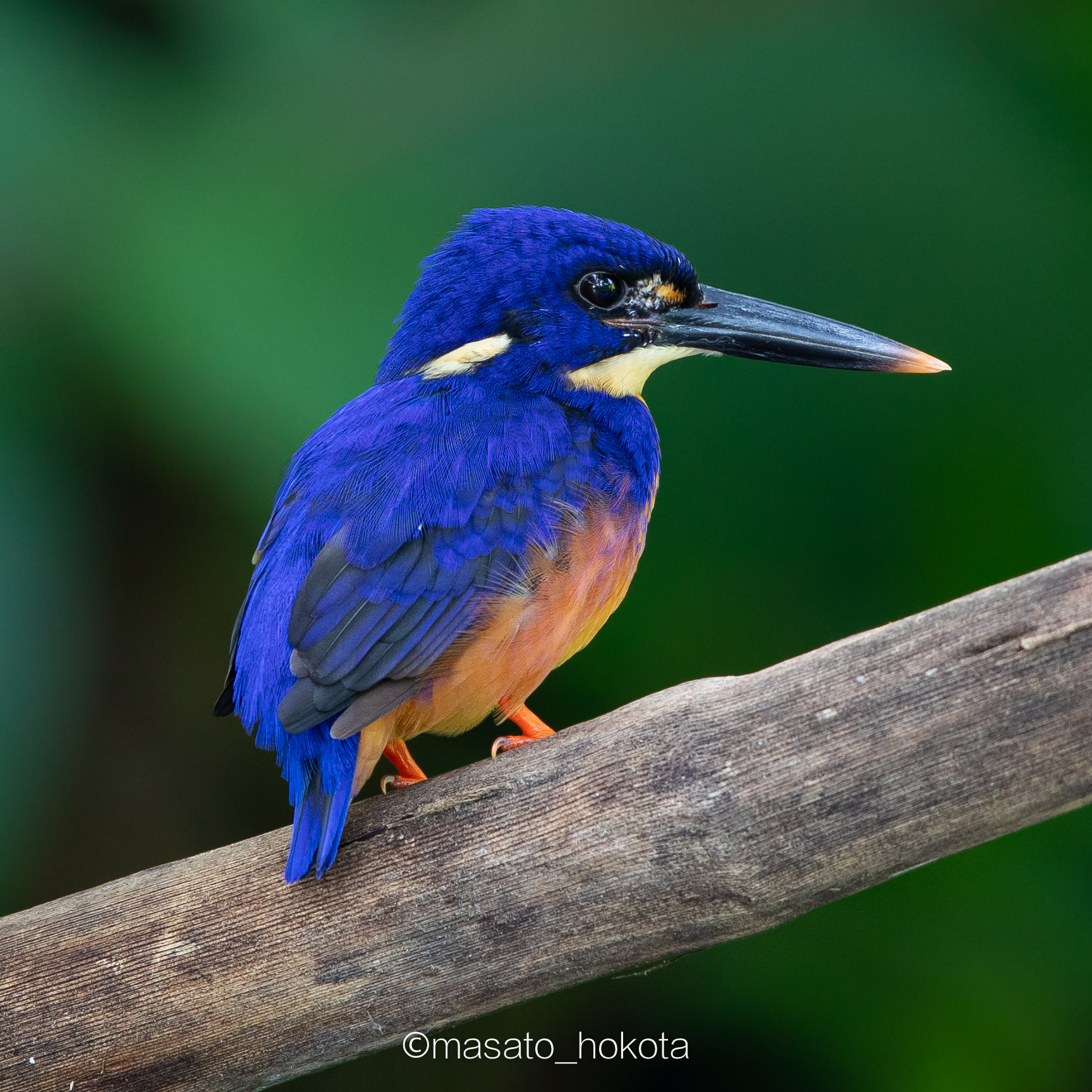 Photo of Azure Kingfisher at Binagara(halmahera) by Trio