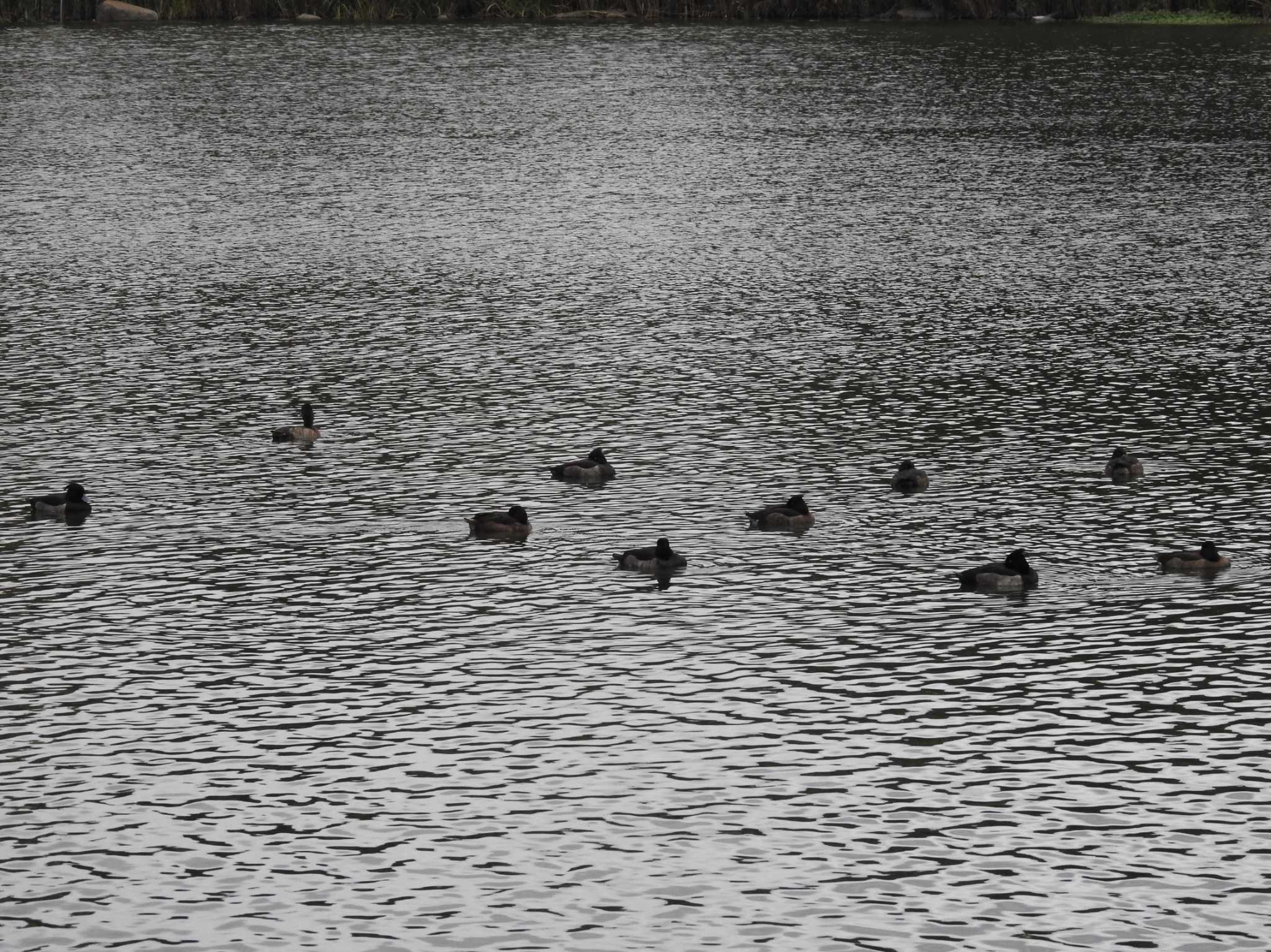 都立浮間公園 キンクロハジロの写真 by TK2