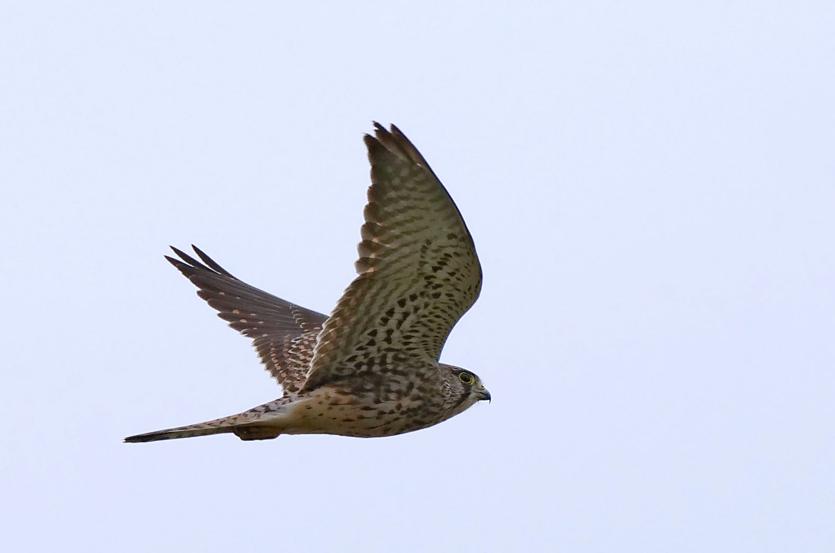 埼玉県志木市宗岡 チョウゲンボウの写真 by Rothlega