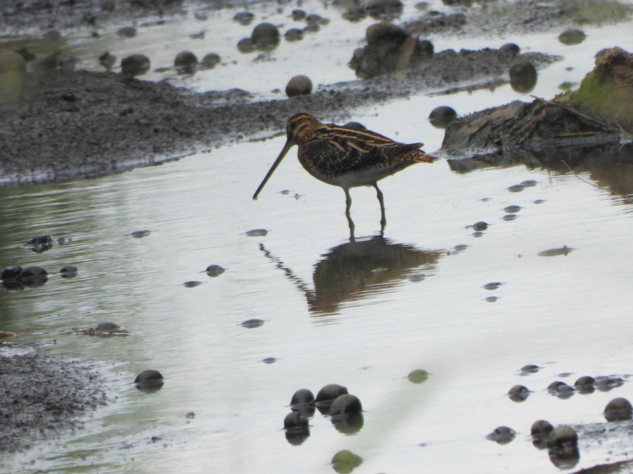 Photo of Common Snipe at 平塚田んぼ by 結城