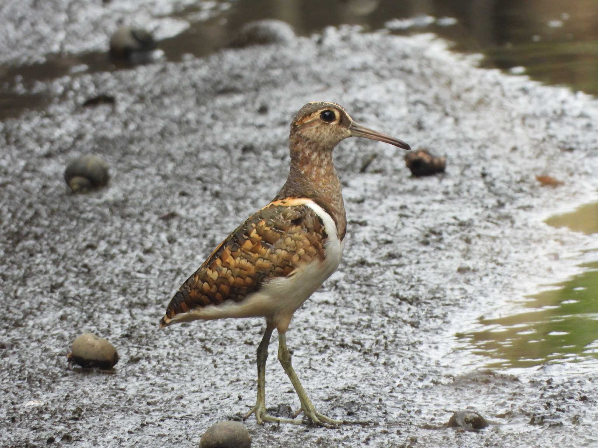 Photo of Greater Painted-snipe at 平塚田んぼ by 結城