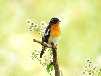 Mugimaki Flycatcher Osaka castle park Tue, 10/22/2019