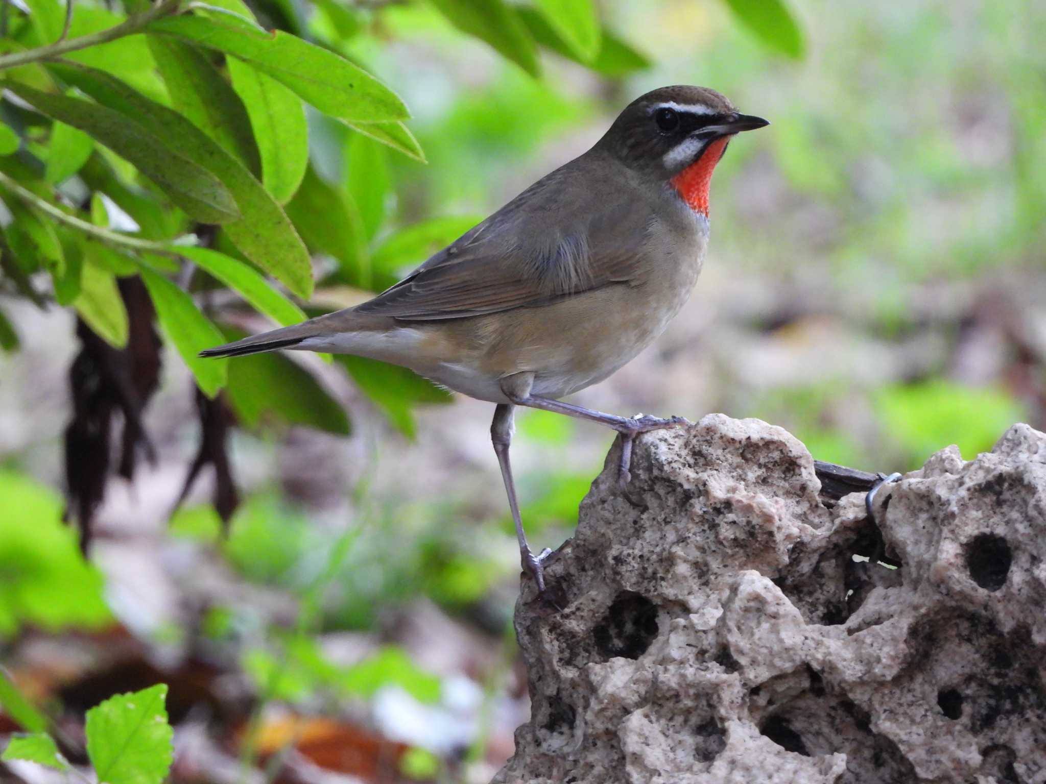 Siberian Rubythroat