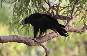 Wedge-tailed Eagle ラウラ　オーストラリア Sun, 10/20/2019