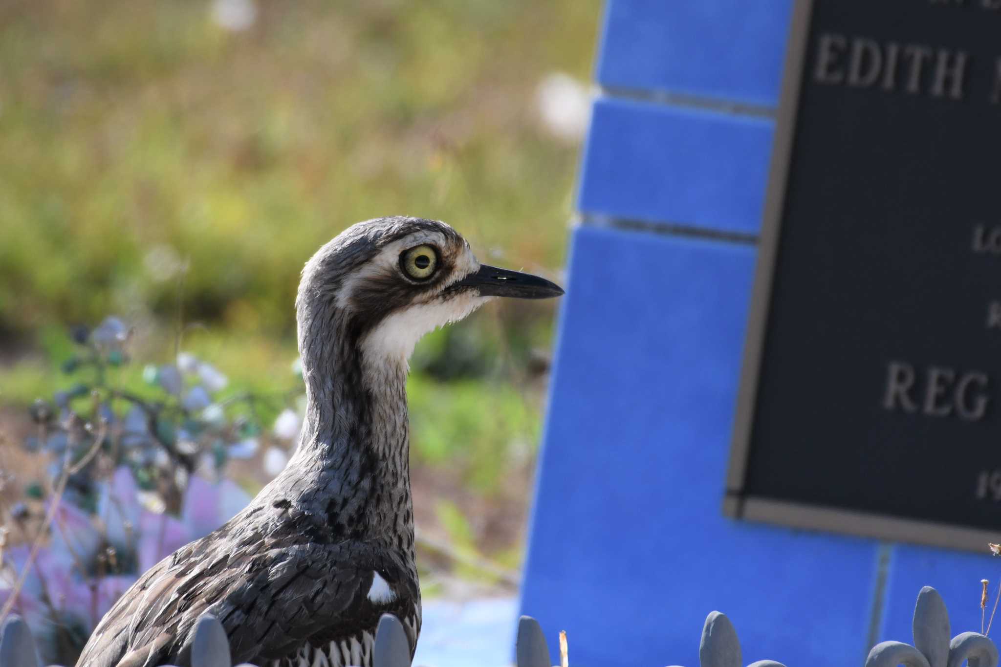 Bush Stone-curlew