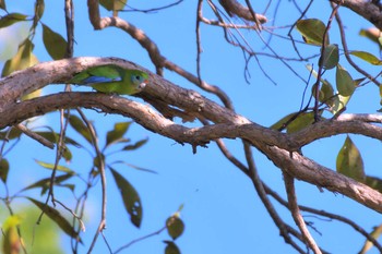 Double-eyed Fig Parrot オーストラリア,ケアンズ～アイアインレンジ Sat, 10/12/2019