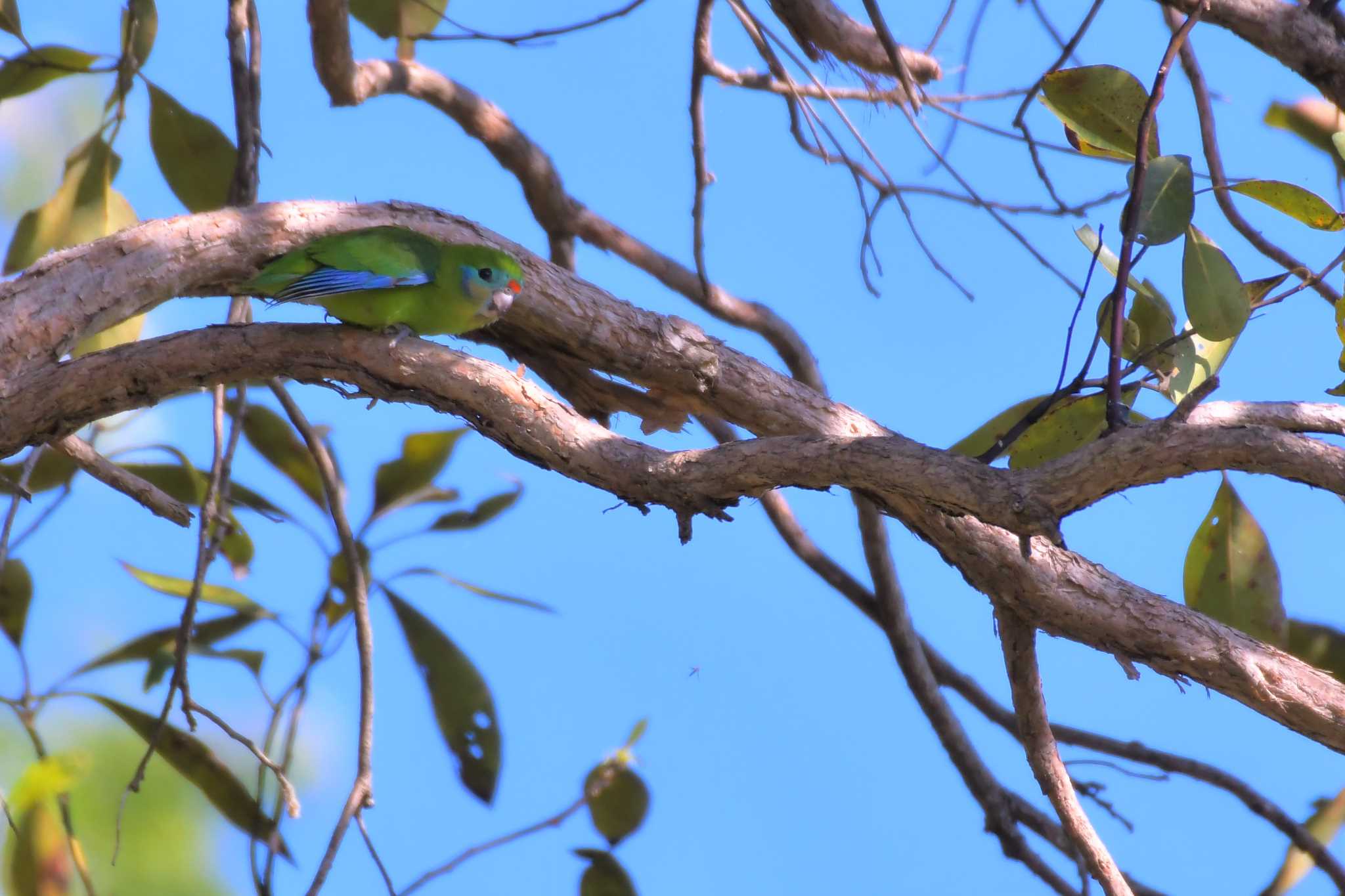 Photo of Double-eyed Fig Parrot at オーストラリア,ケアンズ～アイアインレンジ by でみこ