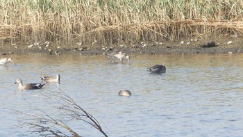 Common Redshank Osaka Nanko Bird Sanctuary Tue, 10/22/2019