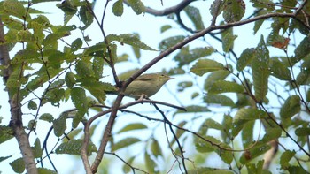 Eastern Crowned Warbler Osaka Nanko Bird Sanctuary Tue, 10/22/2019