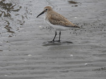 Dunlin Sambanze Tideland Thu, 10/24/2019