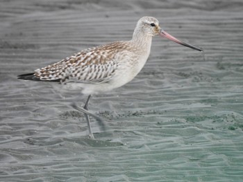 オオソリハシシギ ふなばし三番瀬海浜公園 2019年10月24日(木)